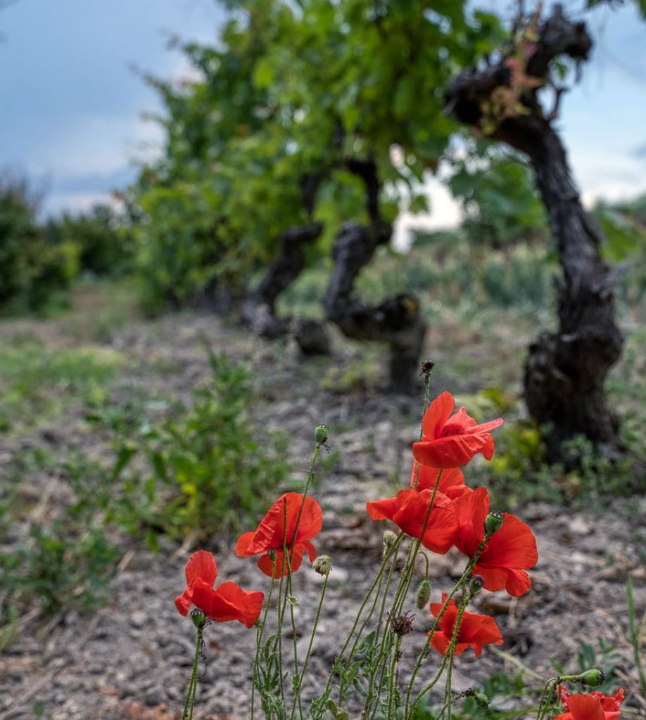 Camagna Monferrato: la memoria della Resistenza....